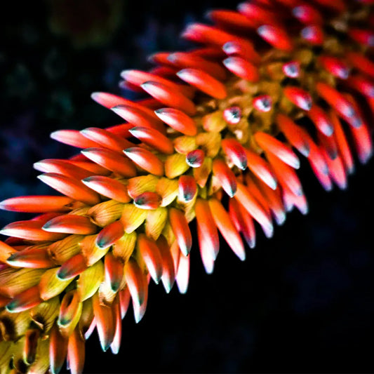 Aloe Ferox