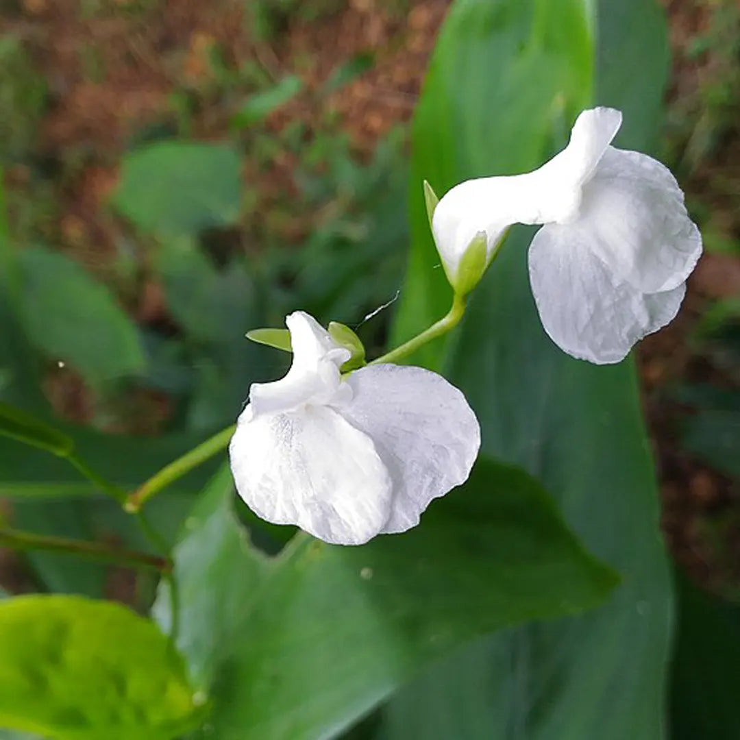 Arrowroot